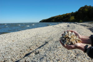 image of Zebra Mussels washed up on shore