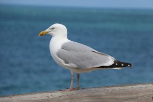 image of seagull