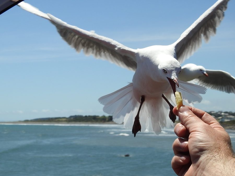 image of Feeding a Gull