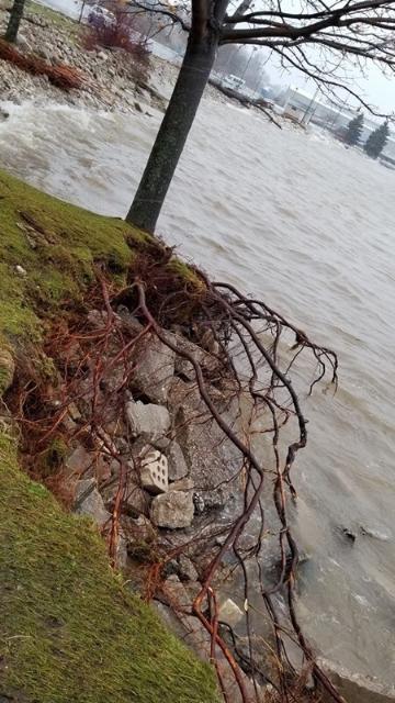 tree roots exposed by water